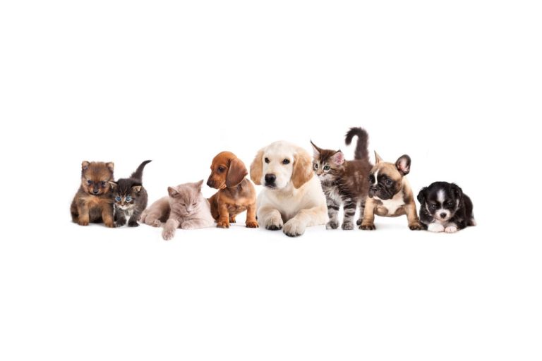 Protecția Animalelor – Contact și adopții în România