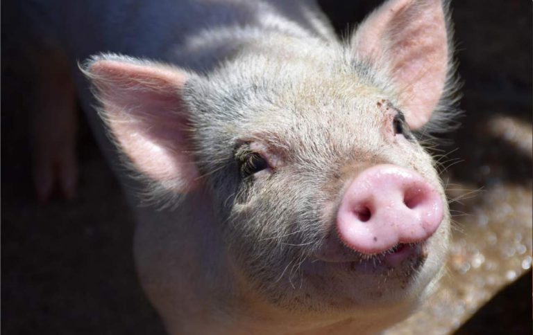 Câți porci poți deține în gospodărie fără aviz sanitar-veterinar