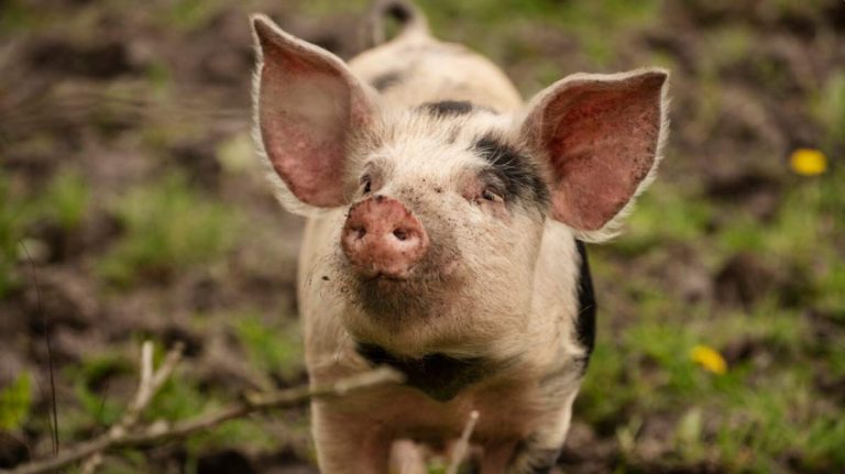 Reglementari Distante Coteț Porci Romania 2026