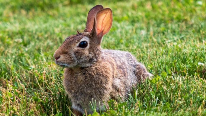 Crescătorie de prepelițe sau iepuri lângă casă Crescătorie de prepelițe sau iepuri lângă casă