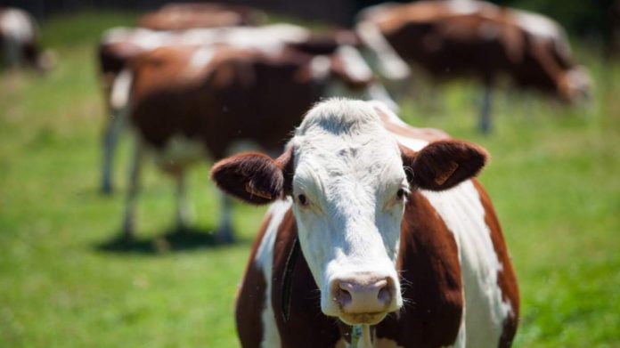 Cum reclami un grajd amplasat prea aproape de locuința ta? Cum reclami un grajd amplasat prea aproape de locuința ta?