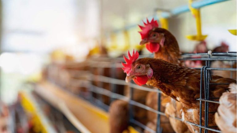 Este legal să ții găini lângă gardul vecinului
