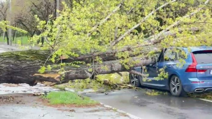 Despăgubiri pentru daune cauzate de un pom căzut