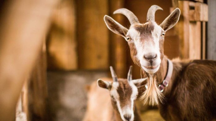 creșterea caprelor într-o zonă de case creșterea caprelor într-o zonă de case