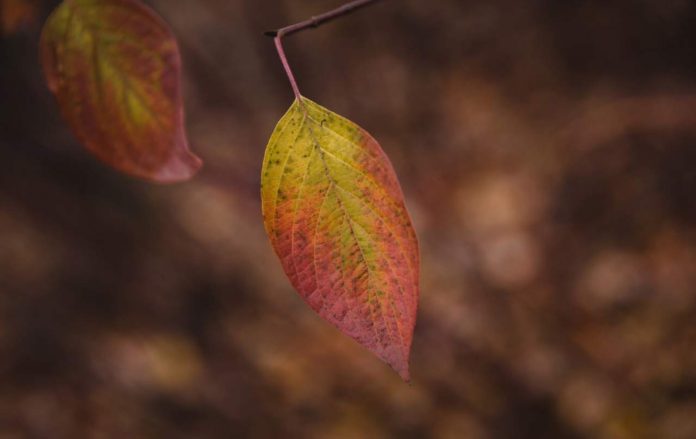 Frunzele vecinului cad în curtea mea Frunzele vecinului cad în curtea mea