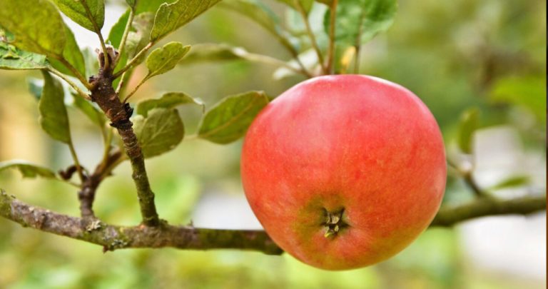 Legea pomilor fructiferi vecini 2026