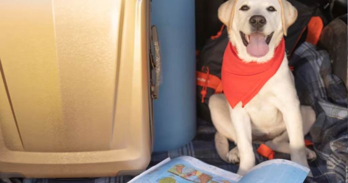 Pașaport veterinar UE albastru câine microcip și vaccin