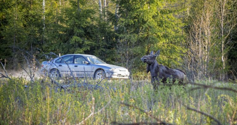 Un șofer privind îngrozit partea frontală distrusă a mașinii sale noaptea pe un drum de lângă o pădure densă