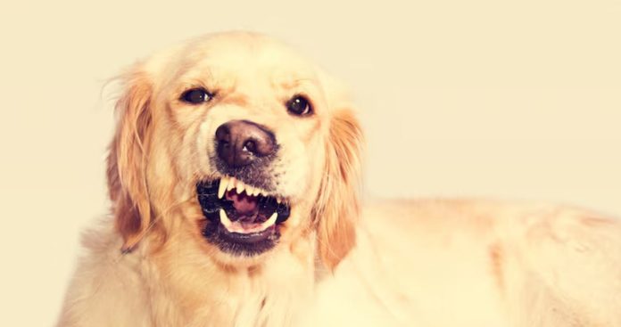 Caine atacat de alt caine