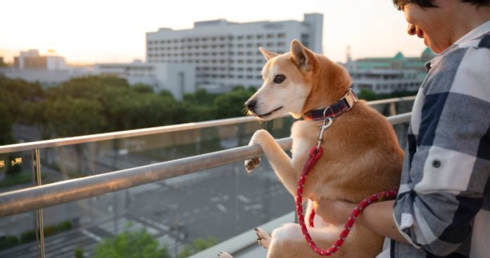 Locatar deranjat la bloc acoperindu-și urechile din cauza unui câine care latră non-stop în apartamentul vecin