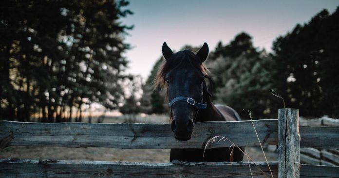 Autorizarea Fermei de Animale 2026: Distanțe și Avize DSP