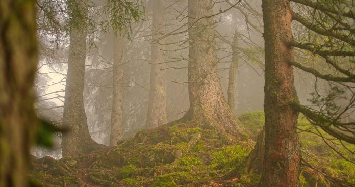 Aviz Mediu Defrișare Vegetație Afară Fond Forestier 2026