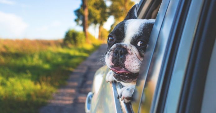 Uber Pet România 2026: Reguli, Tarife și Sfaturi Transport Uber Pet România 2026: Reguli, Tarife și Sfaturi Transport